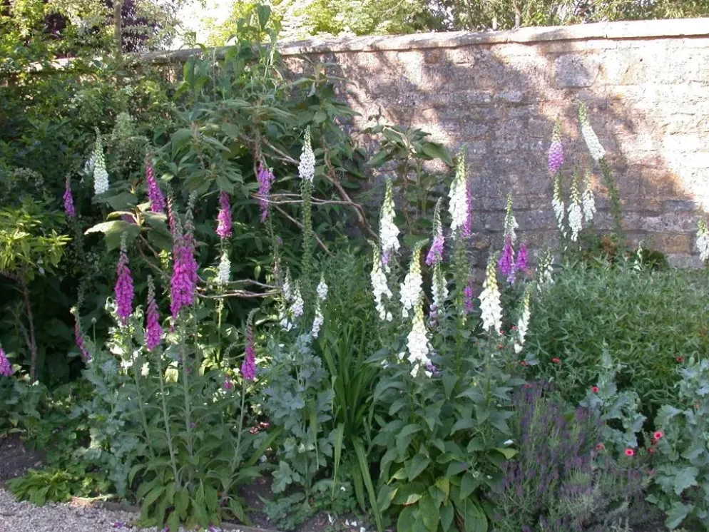 Digitalis purpurea (Vingerhoedskruid)