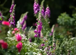 Digitalis purpurea (Vingerhoedskruid)