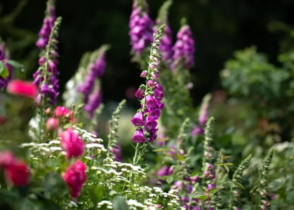 Digitalis purpurea (Vingerhoedskruid)