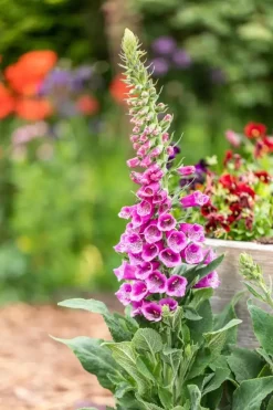 Digitalis purpurea (Vingerhoedskruid)