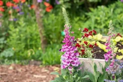 Digitalis purpurea (Vingerhoedskruid)