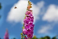 Digitalis purpurea (Vingerhoedskruid)