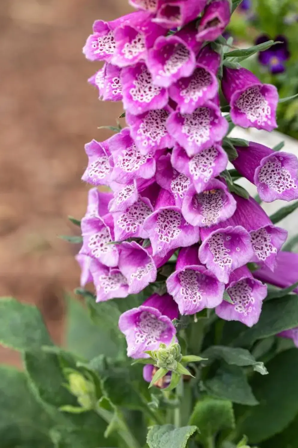 Digitalis purpurea (Vingerhoedskruid)