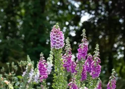 Digitalis purpurea (Vingerhoedskruid)