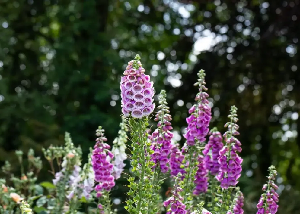 Digitalis purpurea (Vingerhoedskruid)