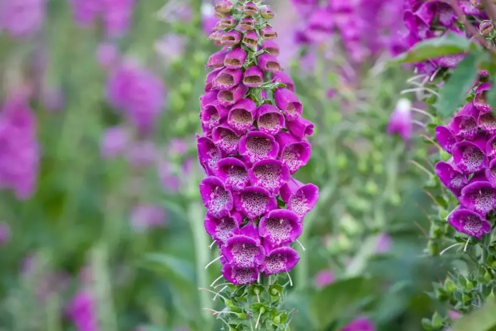 Digitalis purpurea (Vingerhoedskruid)