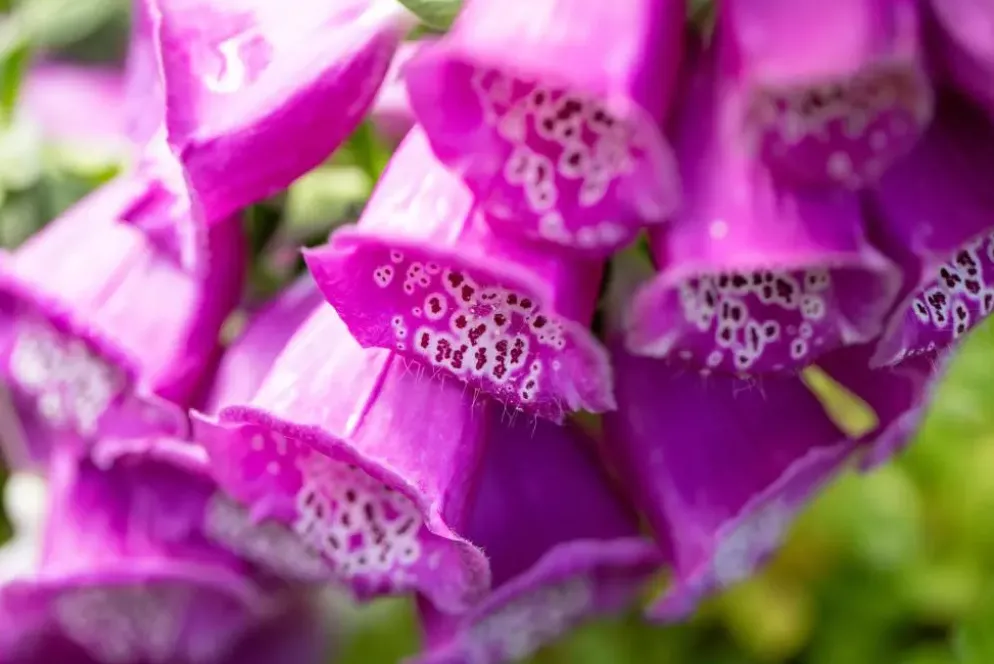 Digitalis purpurea (Vingerhoedskruid)