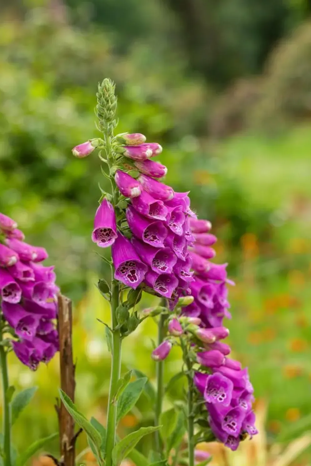 Digitalis purpurea (Vingerhoedskruid)