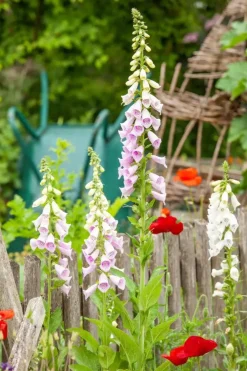 Digitalis purpurea (Vingerhoedskruid)