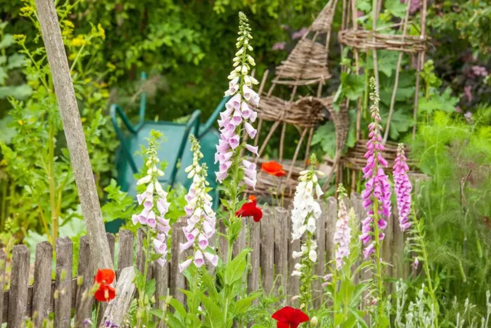 Digitalis purpurea (Vingerhoedskruid)