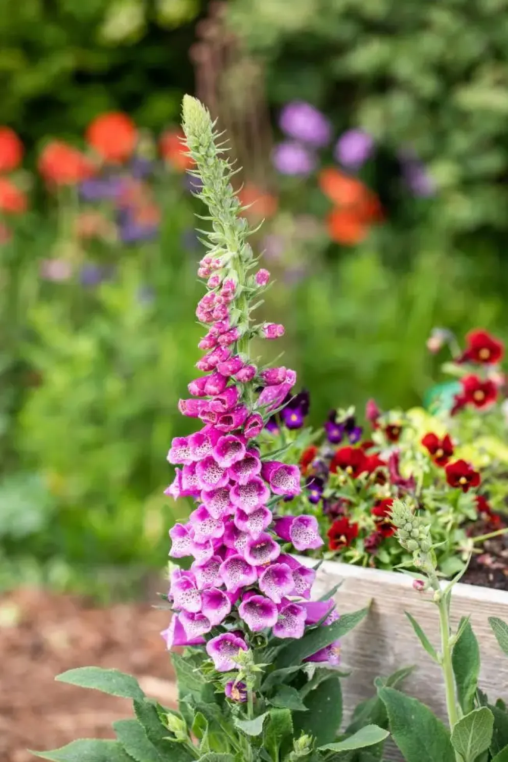 Digitalis purpurea (Vingerhoedskruid)