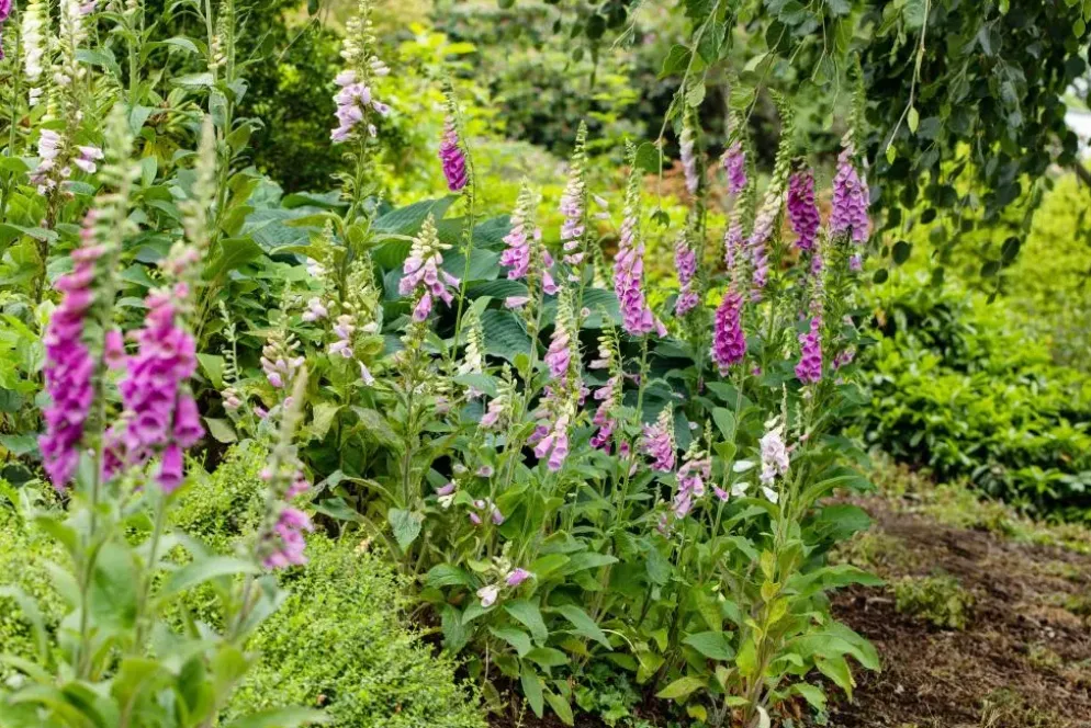 Digitalis purpurea (Vingerhoedskruid)