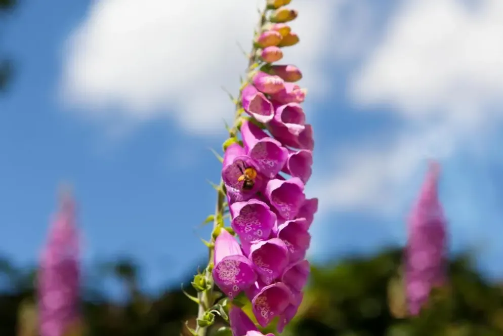 Digitalis purpurea (Vingerhoedskruid)