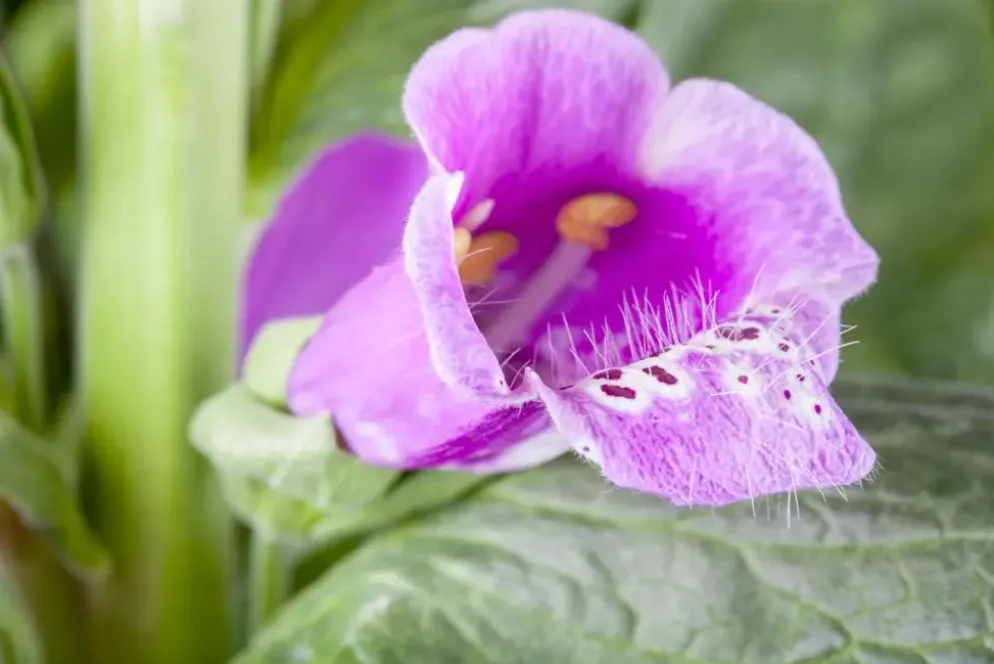 Digitalis purpurea (Vingerhoedskruid)