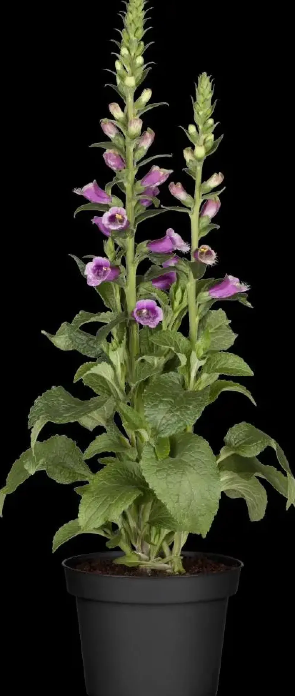 Digitalis purpurea (Vingerhoedskruid)