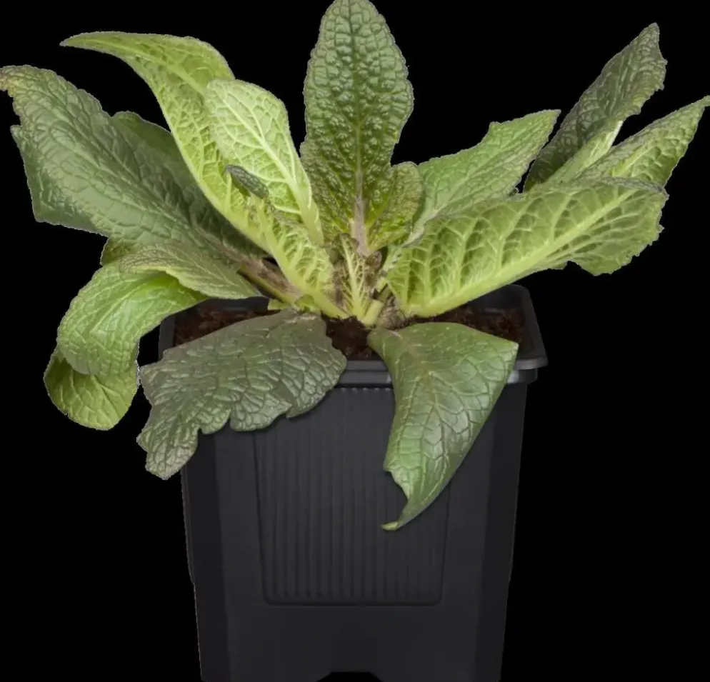Digitalis purpurea (Vingerhoedskruid)