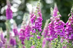 Digitalis purpurea (Vingerhoedskruid)