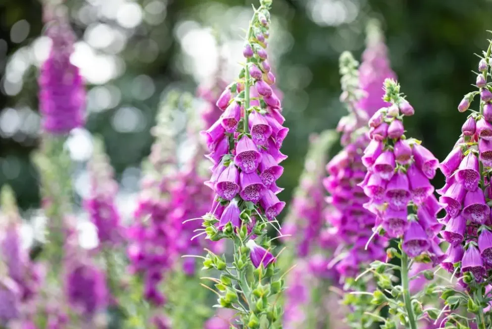 Digitalis purpurea (Vingerhoedskruid)