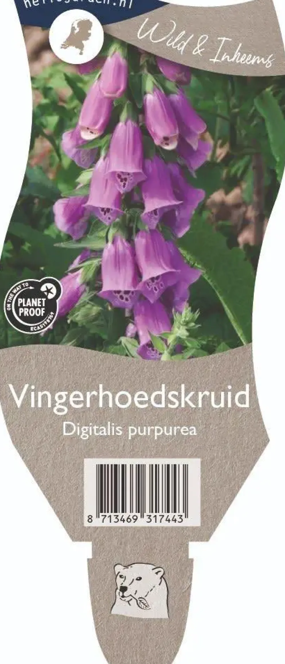 Digitalis purpurea (Vingerhoedskruid)