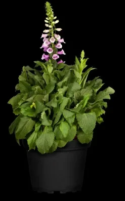 Digitalis purpurea (Vingerhoedskruid)