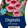Digitalis (Vingerhoedjeskruid)