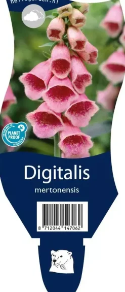 Digitalis (Vingerhoedjeskruid)