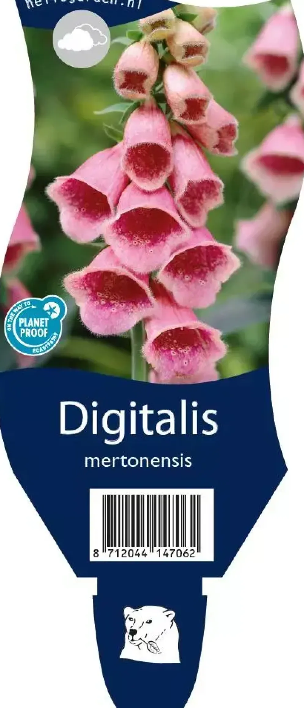 Digitalis (Vingerhoedjeskruid)