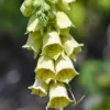 Digitalis (Vingerhoedjeskruid)