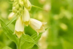 Digitalis (Vingerhoedjeskruid)