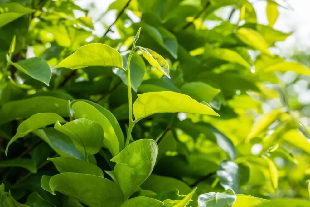 Diospyros kaki (Kaki)