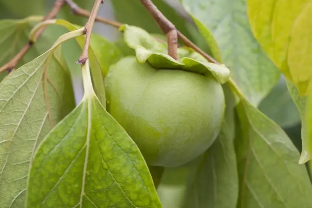 Diospyros kaki (Kaki)