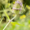 Dipsacus fullonum (Grote kaardebol)