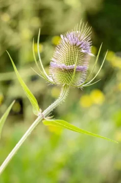 Dipsacus fullonum (Grote kaardebol)