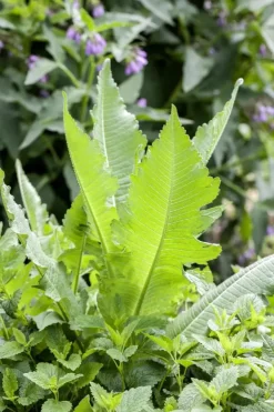 Dipsacus fullonum (Grote kaardebol)