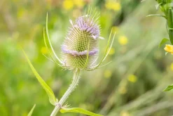 Dipsacus fullonum (Grote kaardebol)