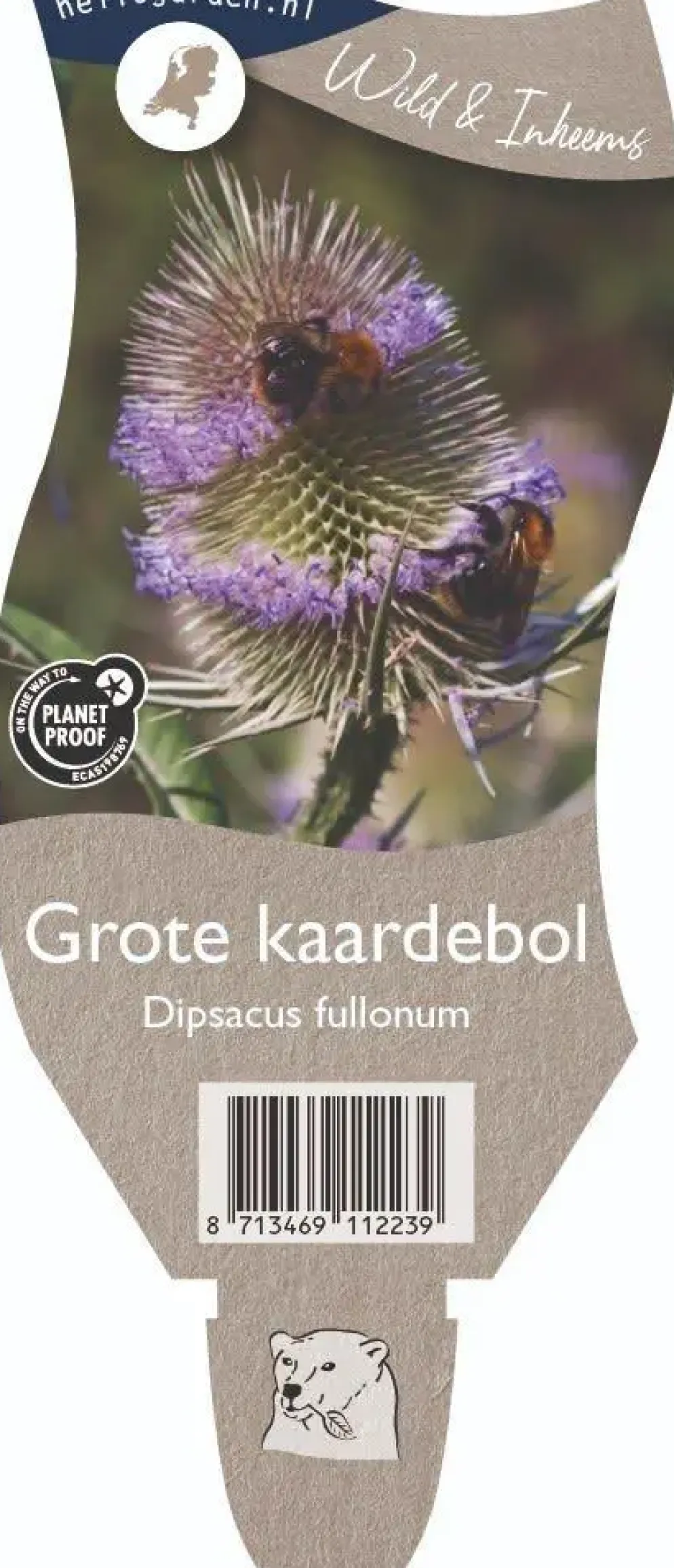 Dipsacus fullonum (Grote kaardebol)