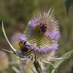 Dipsacus fullonum (Grote kaardebol)