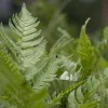 Dryopteris erythrosora (Herfstvaren)