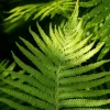 Dryopteris erythrosora (Rode sluiervaren)
