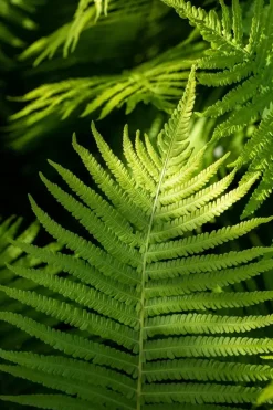 Dryopteris erythrosora (Rode sluiervaren)