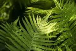 Dryopteris erythrosora (Rode sluiervaren)