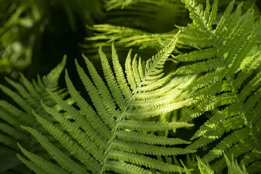 Dryopteris erythrosora (Rode sluiervaren)