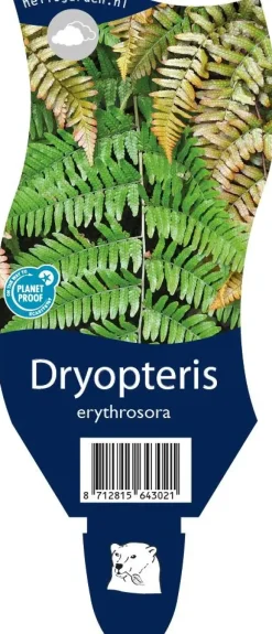 Dryopteris erythrosora (Rode sluiervaren)