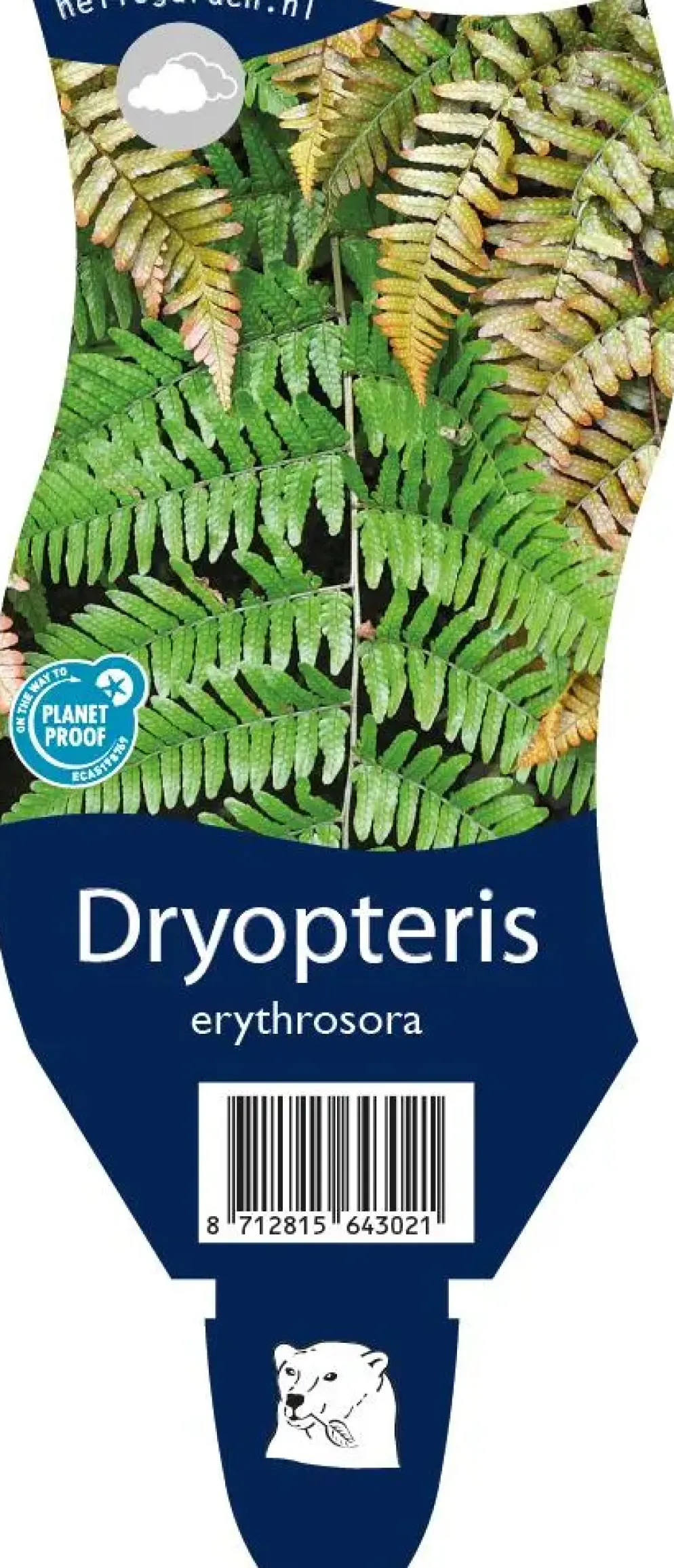 Dryopteris erythrosora (Rode sluiervaren)