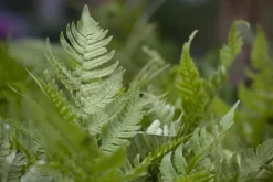 Dryopteris erythrosora (Rode sluiervaren)