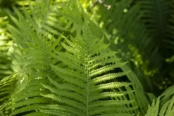 Dryopteris erythrosora (Rode sluiervaren)