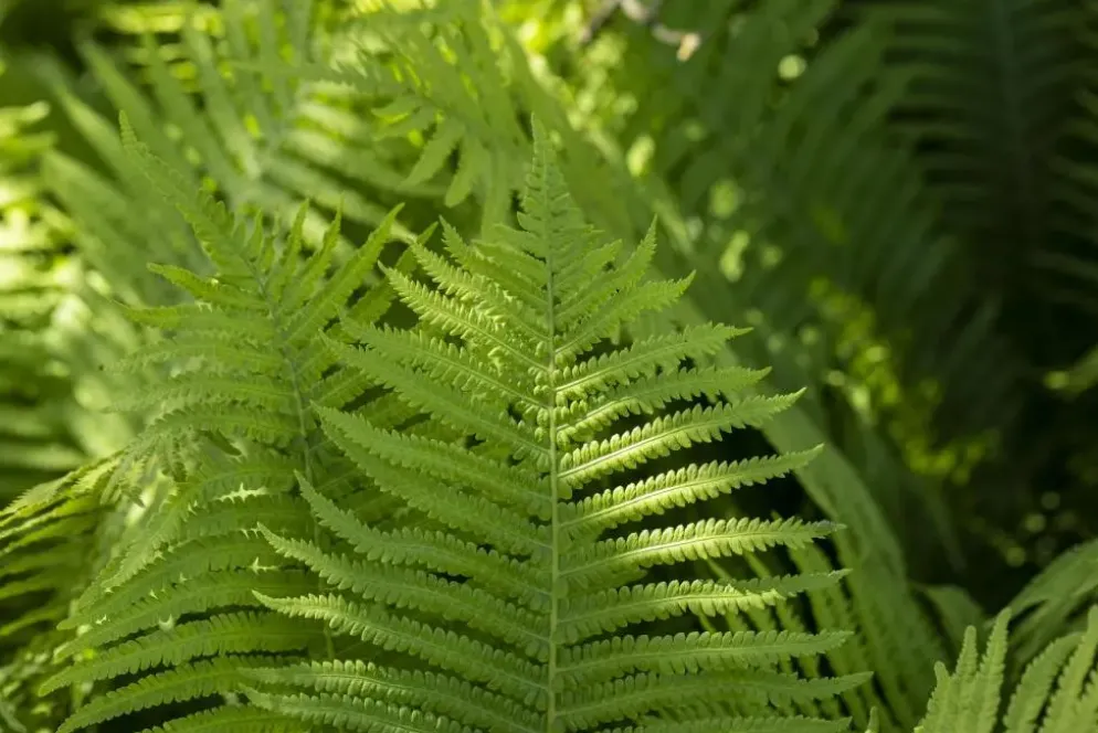 Dryopteris erythrosora (Rode sluiervaren)