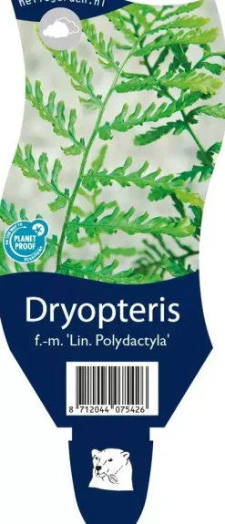 Dryopteris filix-mas 'Linearis Polydactyla' (Mannetjesvaren)