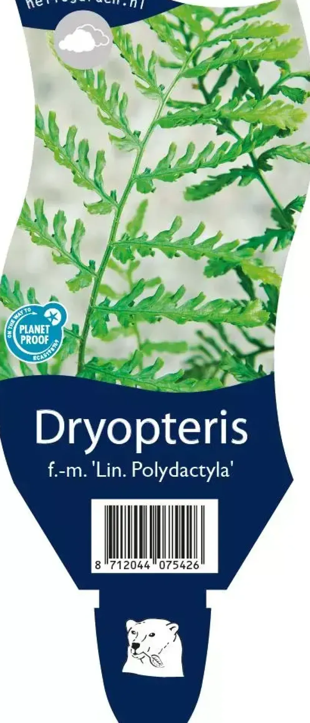 Dryopteris filix-mas 'Linearis Polydactyla' (Mannetjesvaren)
