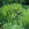 Dryopteris filix-mas (Mannetjesvaren)